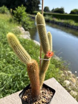 Preview: Hildewintera aureispina